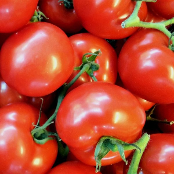 0,5 kg Tomaten BIO