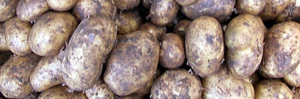 1 kg Kartoffel Bellinda BIO