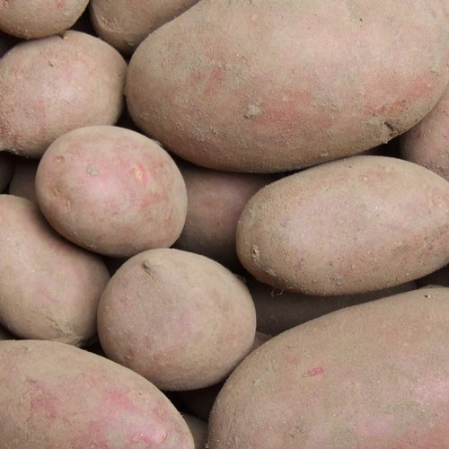 1 kg Kartoffel Laura BIO