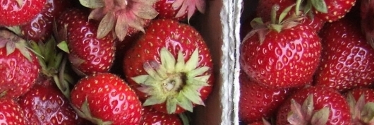 0,250 kg Erdbeeren BIO